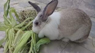 爱吃玉米的兔子爆料视频,玉米的秘密美食之旅