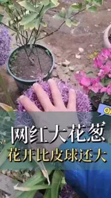 网红葱大,网络红人的崛起与影响力