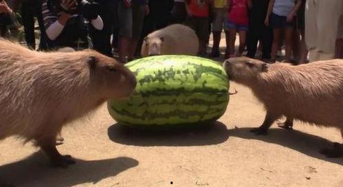 吃瓜机器的视频,科技新宠，娱乐新潮流