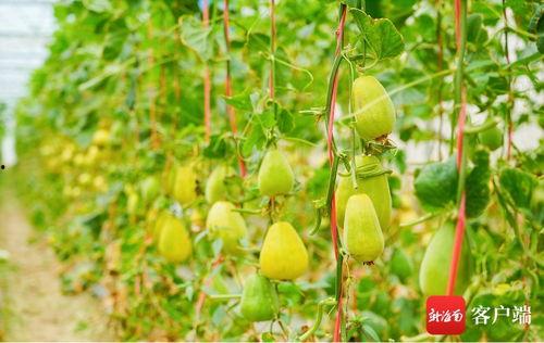 三亚吃瓜新闻,揭秘背后真相与网络热议